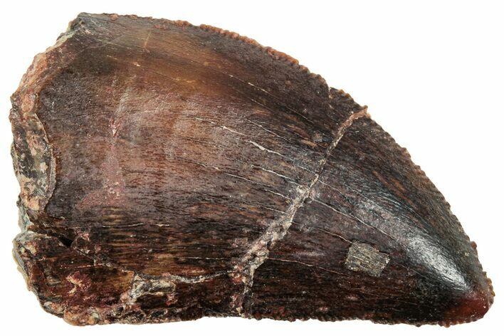 Serrated, Carcharodontosaurus Tooth - Dekkar Formation, Morocco #252305